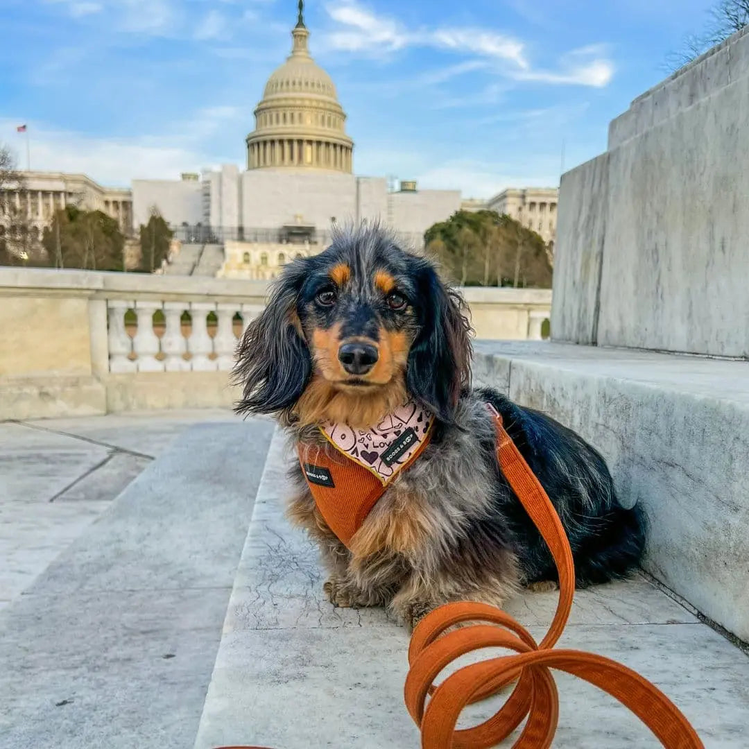 Adjustable Corduroy Dog Harness - Rust